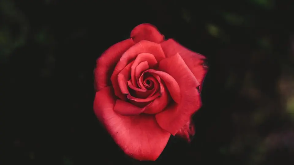 Site de plan cul : une rose rouge sur fond noir
