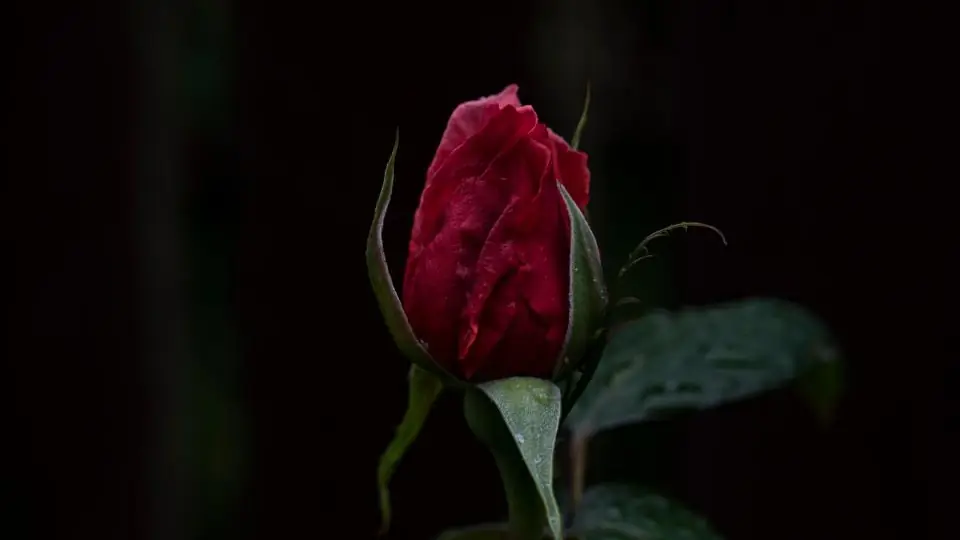 Plan cul Angers : un bouton de rose rouge dans le noir