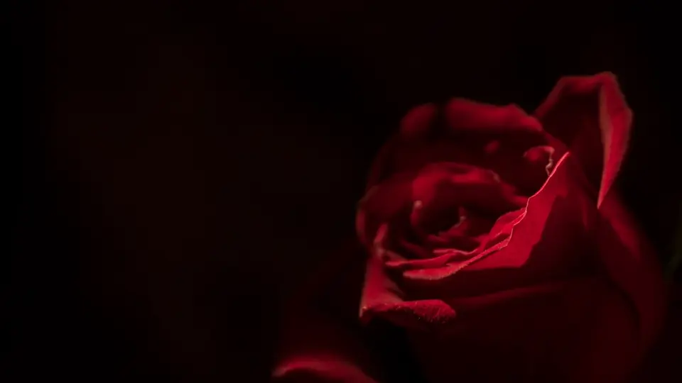 Plan cul Bourgogne-Franche-Comté : une rose rouge dans une lumière rouge