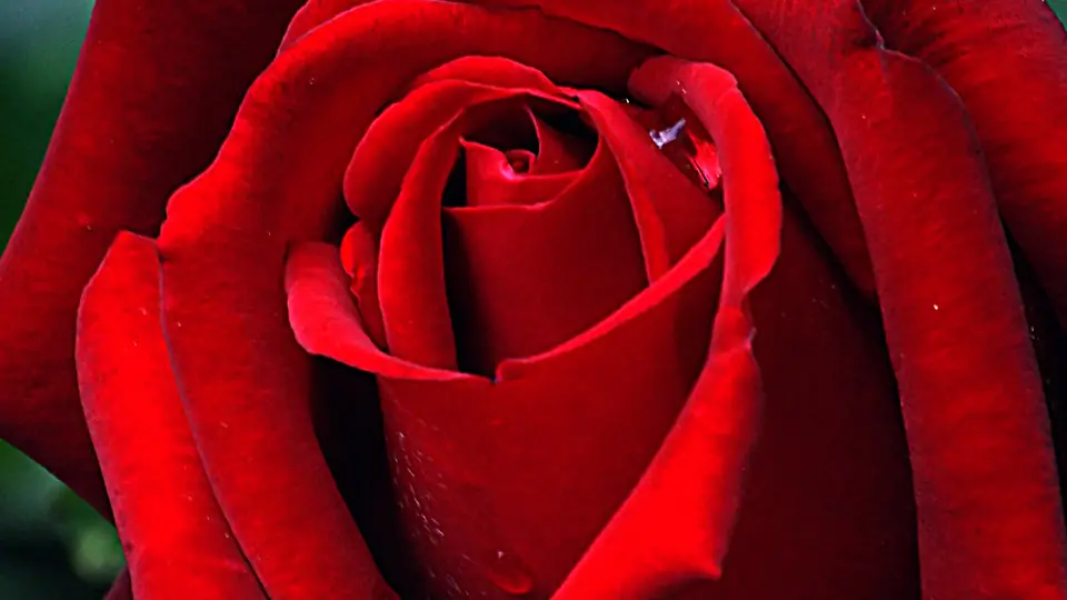 Plan cul Lyon : une rose rouge en gros plan