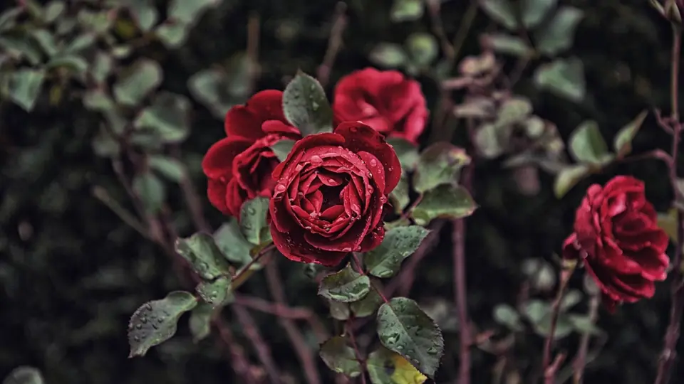 Plan cul PACA : des roses rouges sur fond sombre