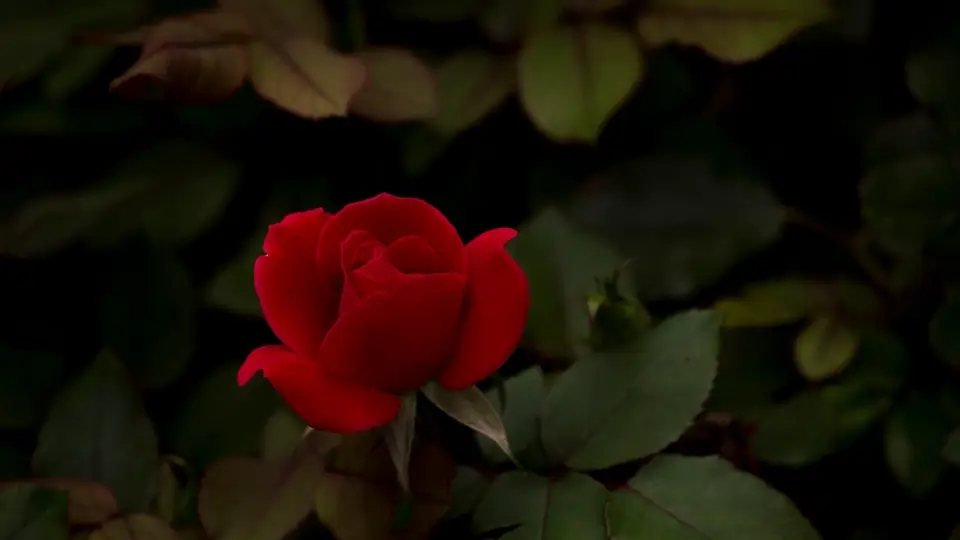 Plan cul Pays de la Loire : une rose rouge entre des feuilles