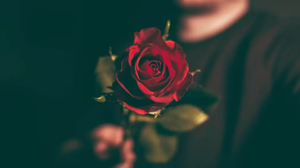 Plan cul Saint-Étienne : un homme tient une rose rouge