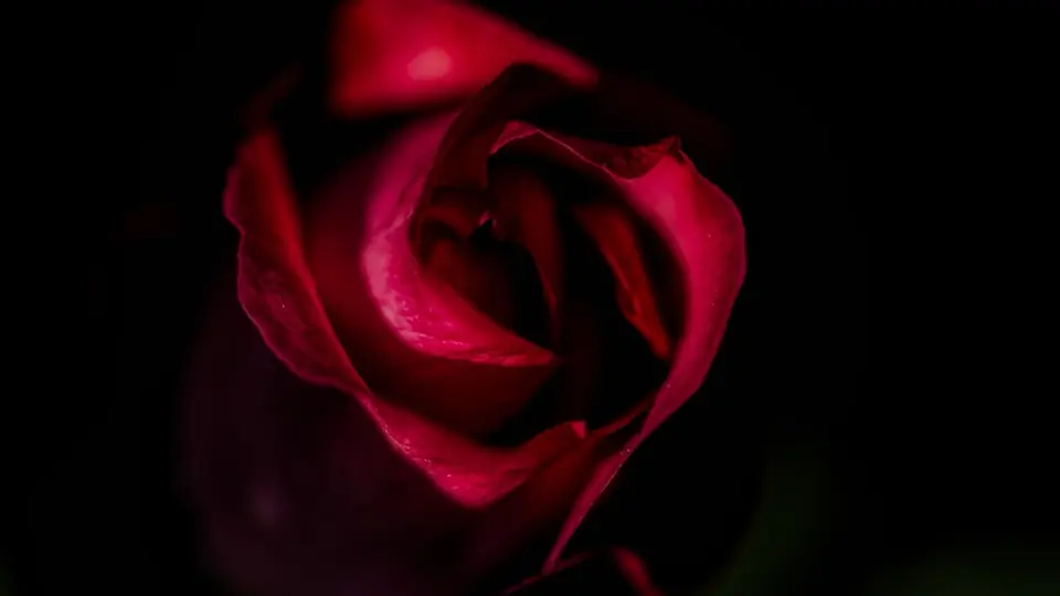 Plan cul Strasbourg : une rose rouge dans l'obscurité