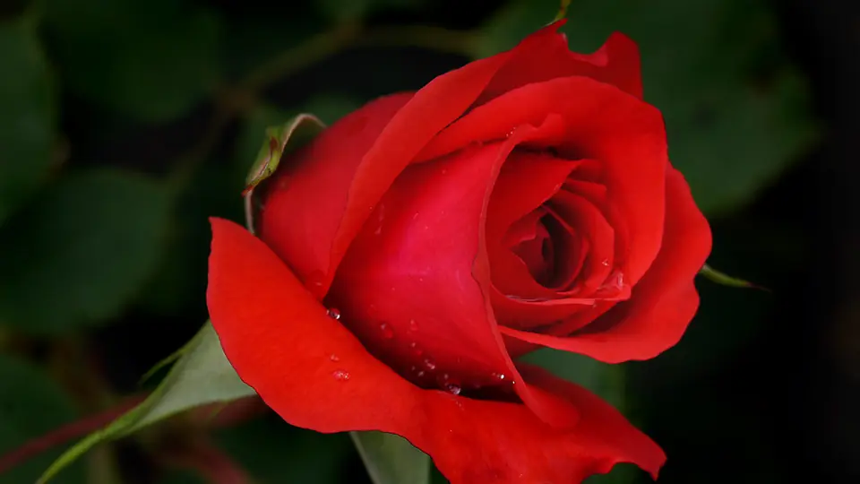 Premier message : une rose rouge en pleine lumière
