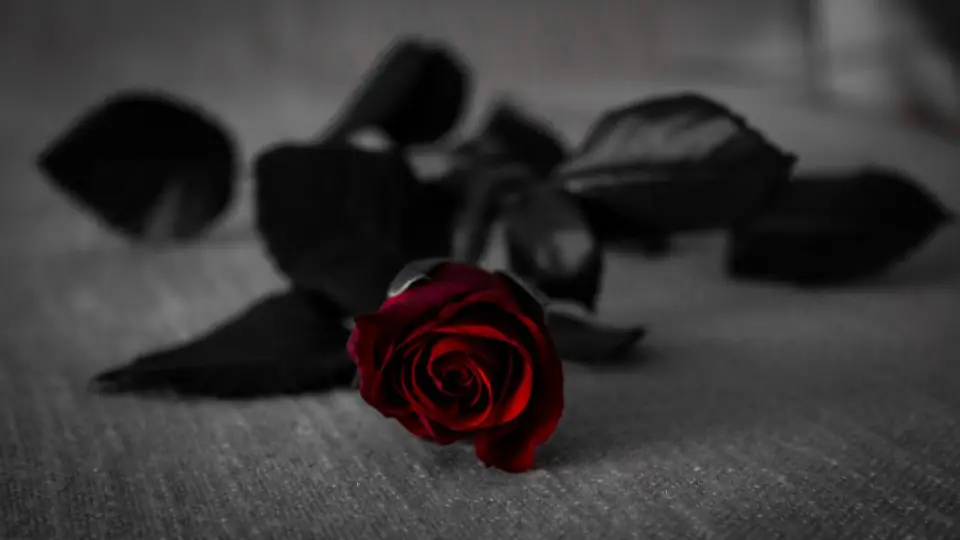 Rencontre discrète : une rose sombre dans la pénombre